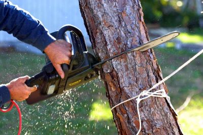 Contact About Tree Limb Cutting Service