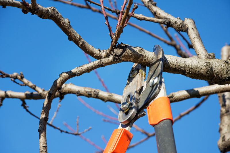Tree Limb Cutting Service