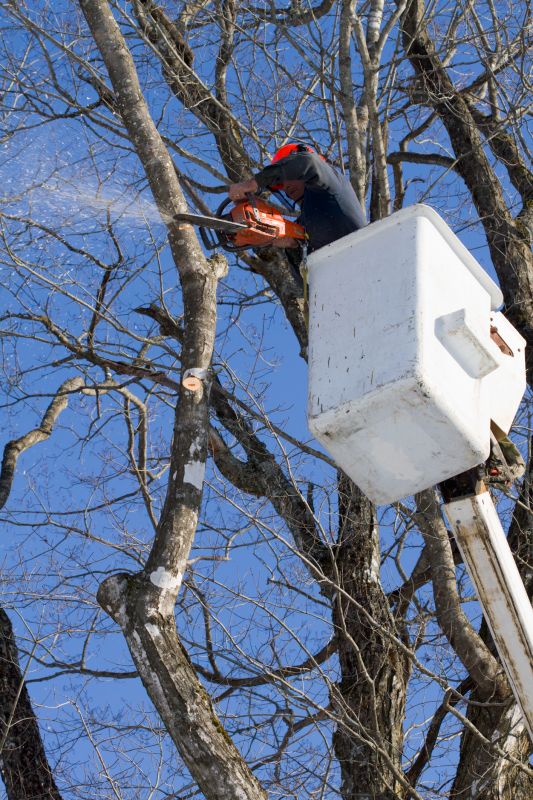 Tree Limb Cutting Service