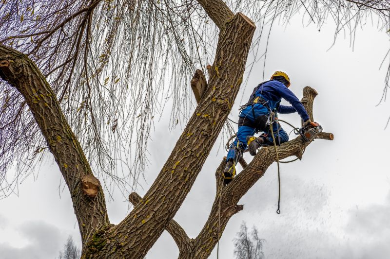 Tree Limb Cutting Service