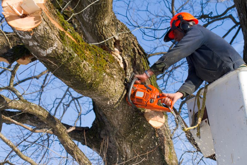 Tree Climbing and Safety Gear