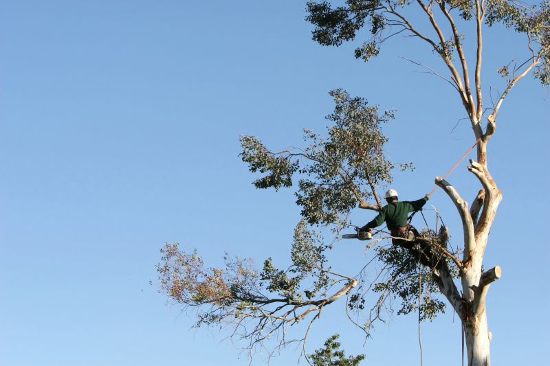 The Importance Of Regular Tree Trimming For Property Safety