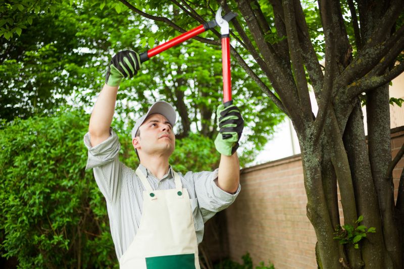 Tree Limb Cutting Service