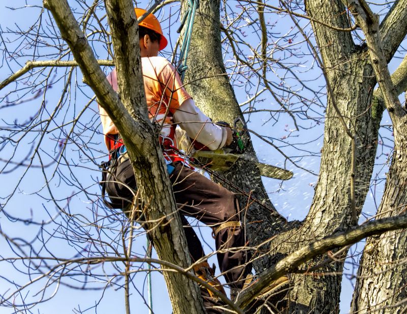 Tree Limb Removal Equipment