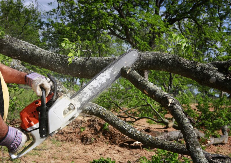 Tree Limb Cutting Service