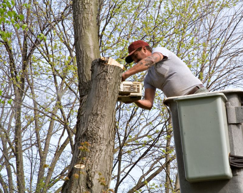 Tree Limb Cutting Service