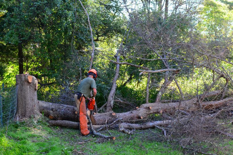 Tree Limb Cutting Service