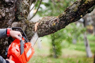 Tree Limb Cutting Service