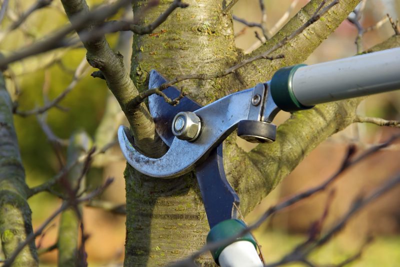 Tree Limb Cutting Service