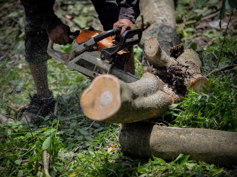 Tree Limb Cutting Service