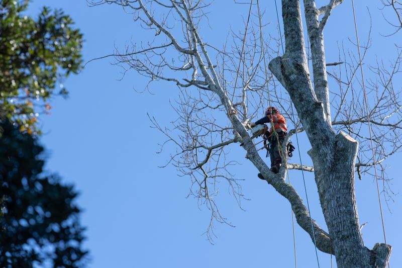 Arborist Climbing Techniques