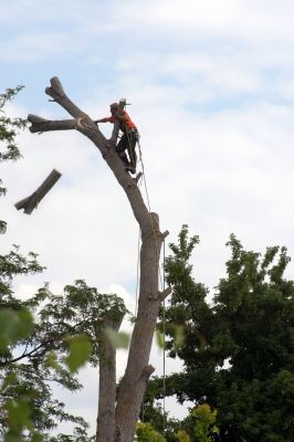 Protect Your Roof from Damage