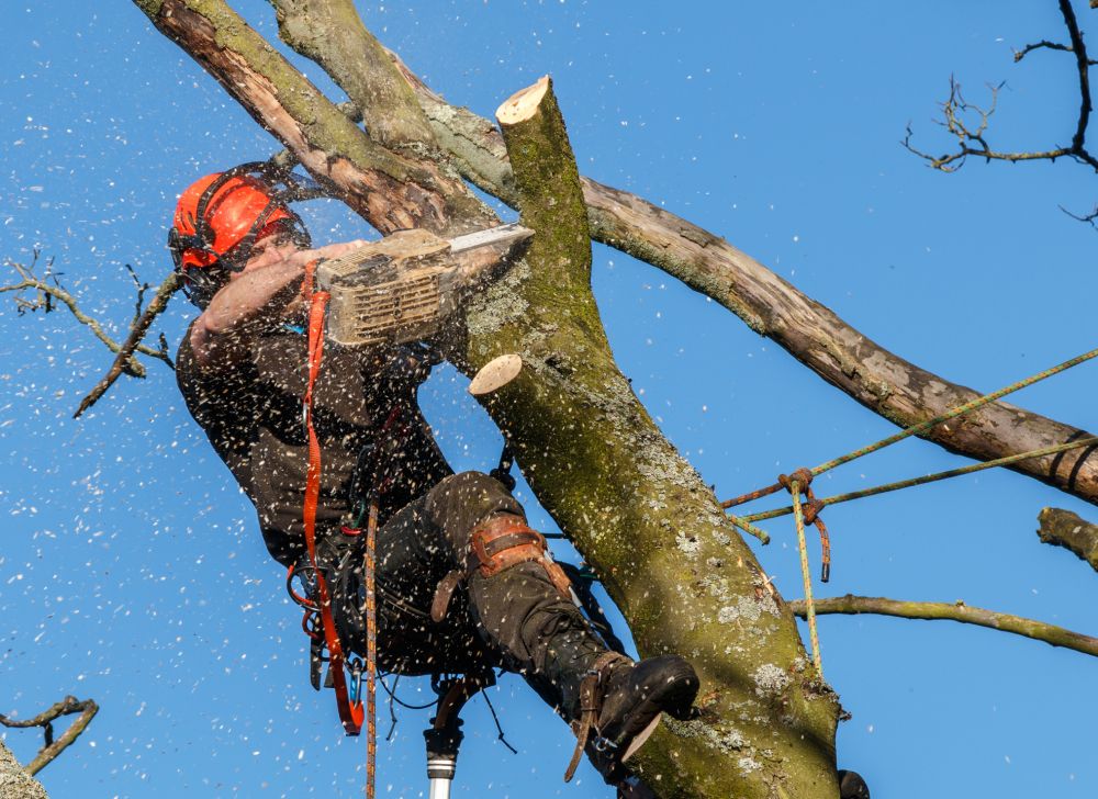 Grow your Tree Limb Cutting Service business